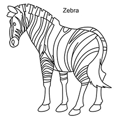 Zebra de montanha