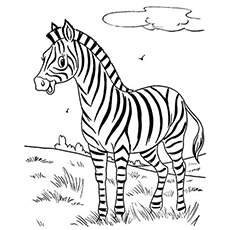A zebra fofa