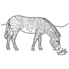 Pastagem de zebra