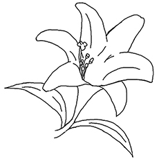 Desenhos de Tee Lily para colorir