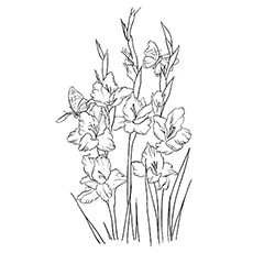 Desenhos de Gladiolus para colorir