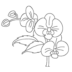 Desenhos de orquídeas para colorir