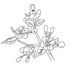 Flores-de-cerejeira-16