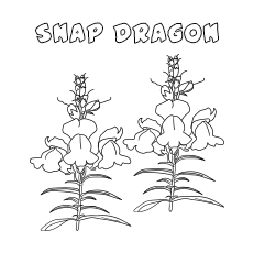 Snap Dragon Coloring
