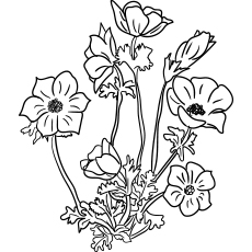 Anemon Flowers