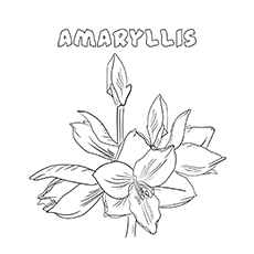 Desenhos de Amaryllis para colorir