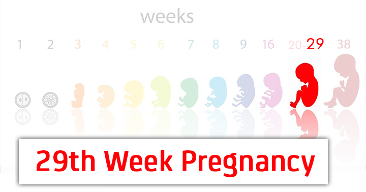 29Âª semana de gravidez
