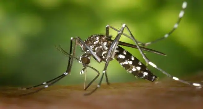 casos de dengue em Delhi foram reduzidos