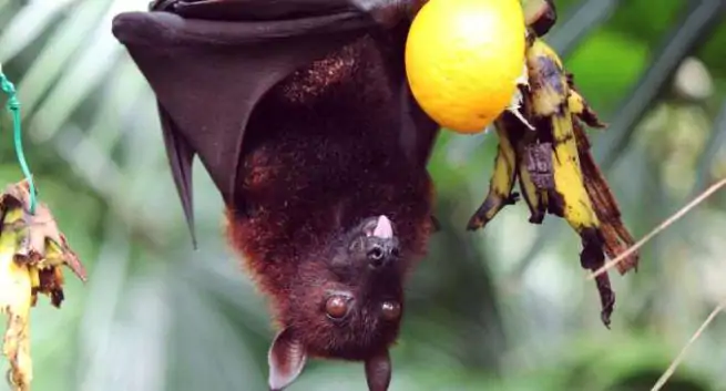 problema de morcegos e nipah