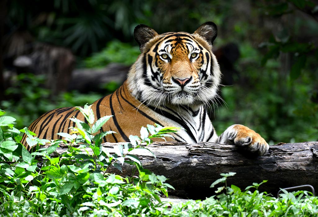 Fatos interessantes sobre tigres e informações para crianças